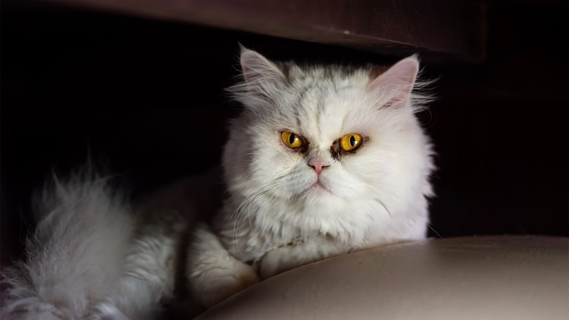 卡马文加化身非洲鼓点，尼日利亚用身体语言谱写足球新章