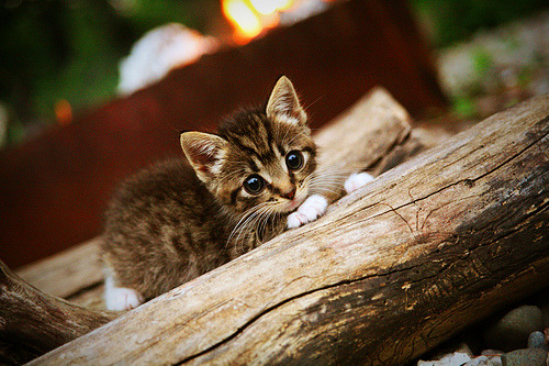 绿茵征伐，当法国踏平伊拉克，卡瓦哈尔如何成为终极胜负手？