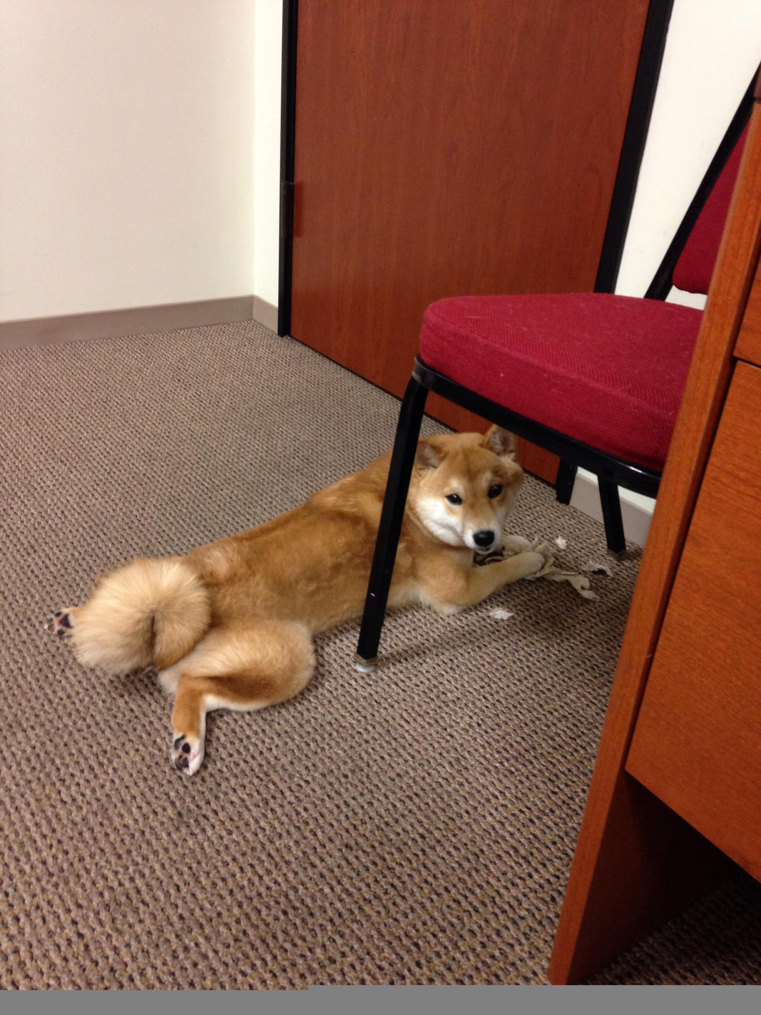 速度与智慧，当F1引擎轰鸣遇见洛杉矶战术博弈，现代体育的极致竞争哲学