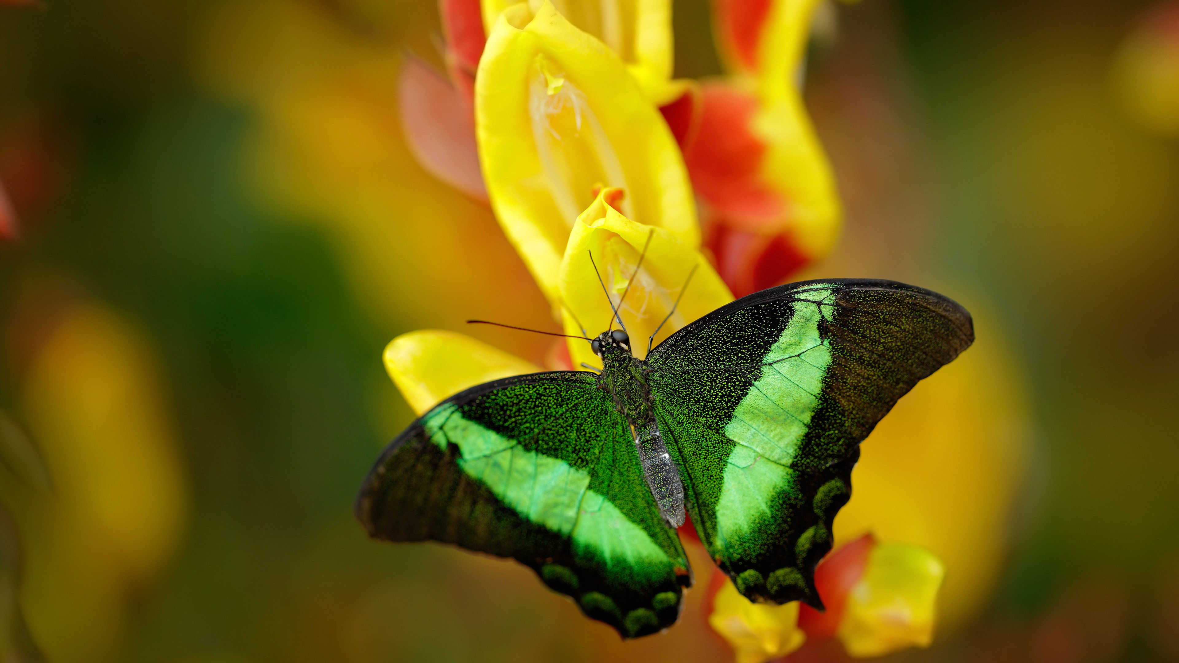 北欧童话击碎钢铁洪流，三笘薰，芬兰逆转比利时的关键先生