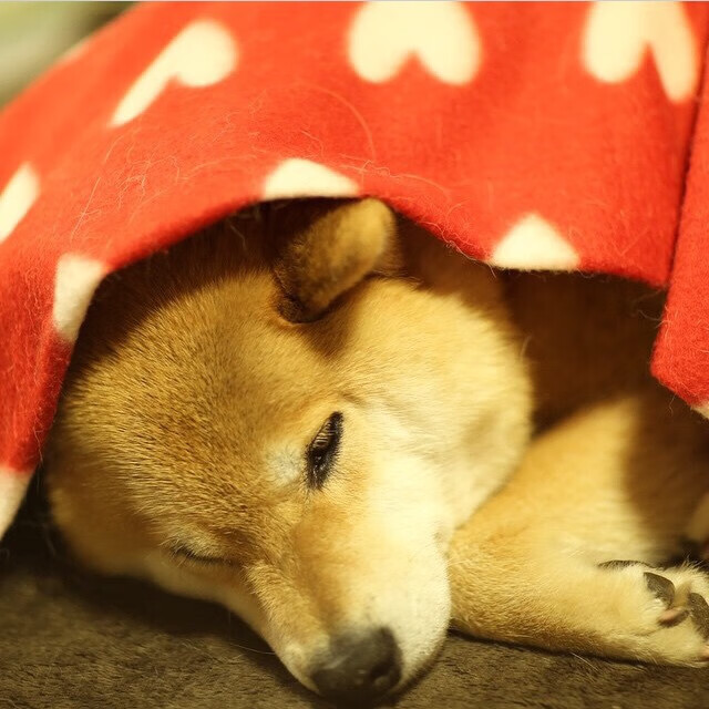 双面焦点,卡塞米罗的命运铁幕与阿根廷的强行终结