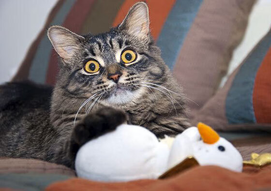 开云下载-亚洲足球的星光与奇迹，久保建英与沙特斩落乌克兰的启示