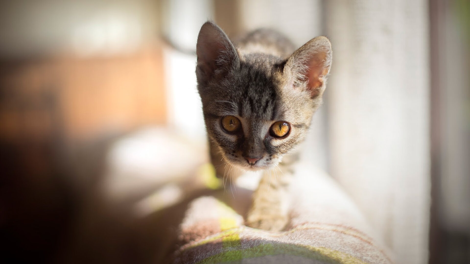 当布伦森引爆赛场，个人英雄与团队铁壁的篮球辩证