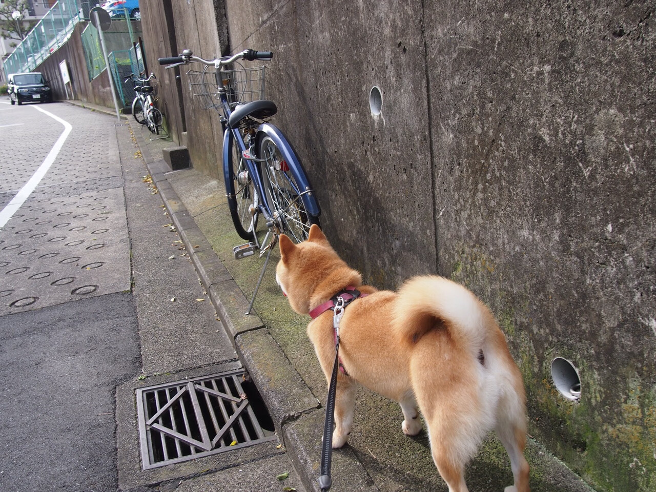-绿茵铁闸与自由之路，两种胜利的平行叙事