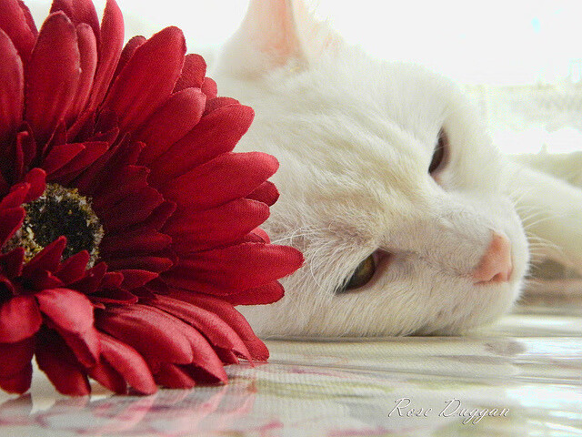 闪耀东方之夜，劳塔罗在阿尔及利亚对阵阿根廷的沙漠风暴中打出生涯代表作