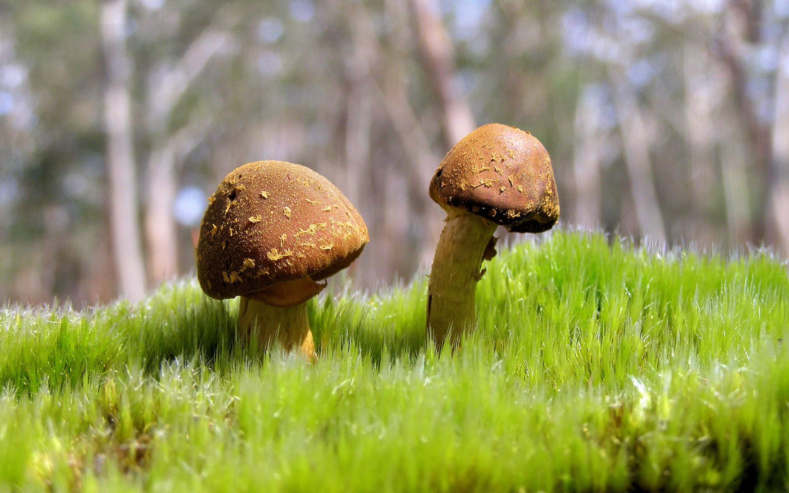 开云官网-独臂骑士切特定乾坤，关键先生率领球队完胜新疆